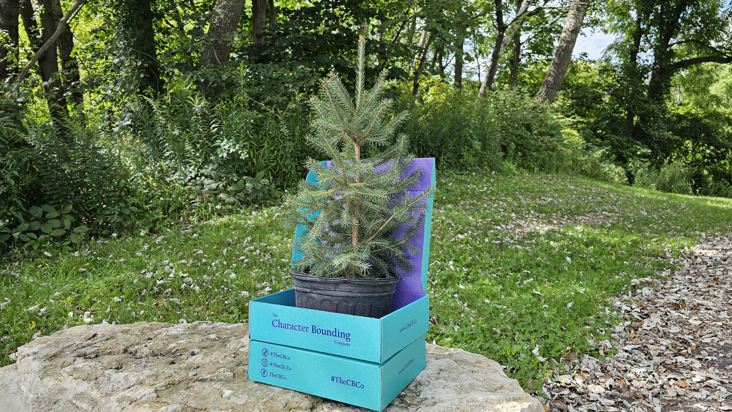 tree growing out of TheCB.Co’s bounding box with more trees in the background