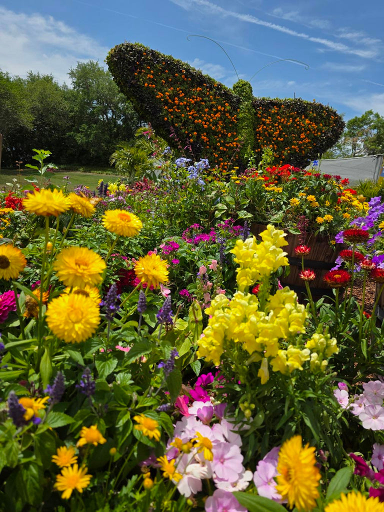 butterfly topiary at The Epcot International Flower & Garden Festival