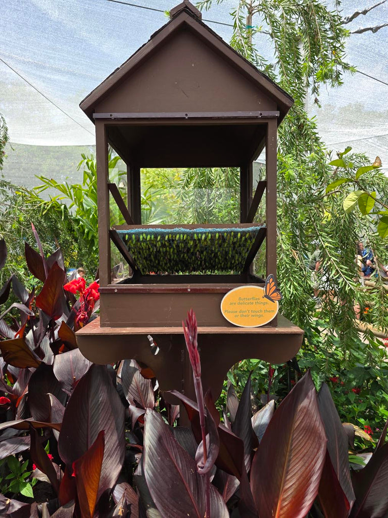 butterfly habitat inside the Butterfly Landing at The Epcot International Flower & Garden Festival