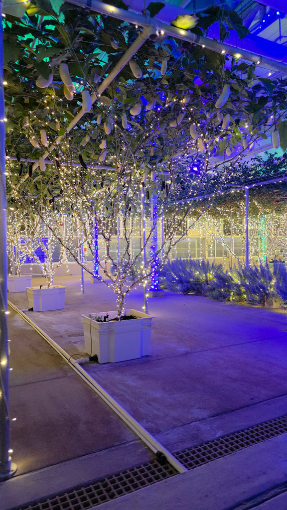 Living with the Land: Glimmering Greenhouses