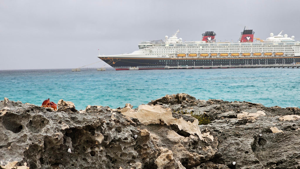 Crab resting on a rock with the Disney Magic docked on Lookout Cay at Lighthouse Point in the background