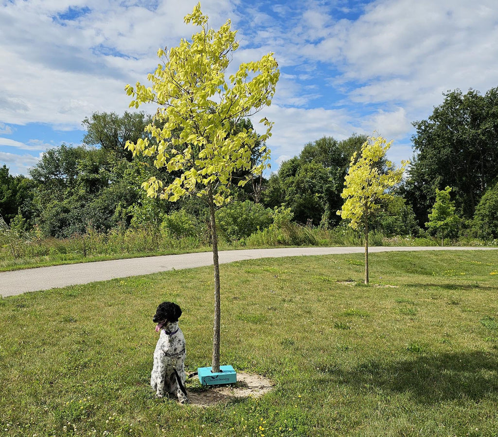 Tree with a Character Bounding Box around the base of it, and dog Oogie attached to the tree by leash