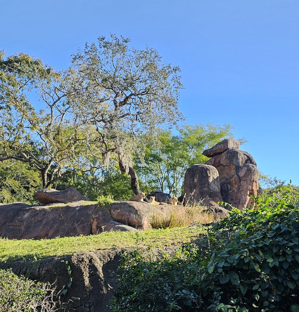 Lions in Kilimanjaro Safaris