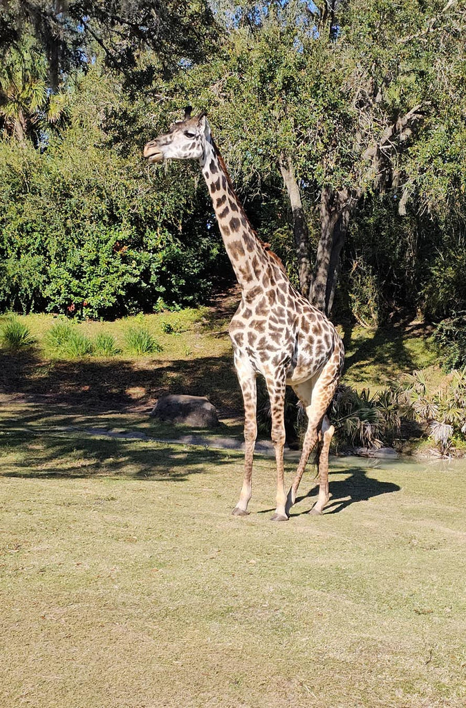 Giraffe in Kilimanjaro Safaris